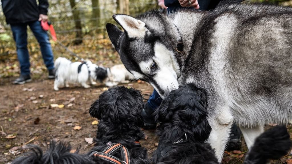 Dog walking forest in Ørum