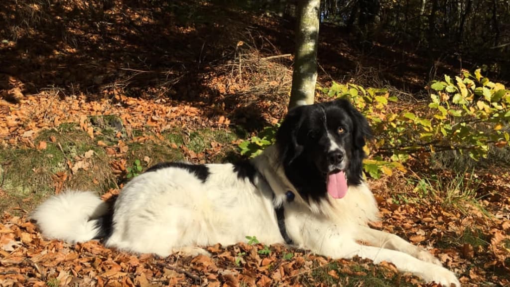 Dog walking forest in Ørum