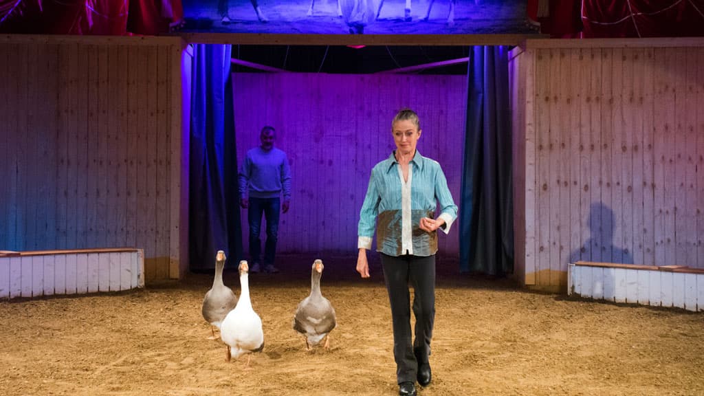 The Circus Farm
