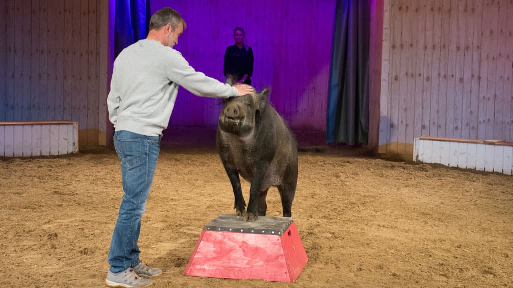 The Circus Farm
