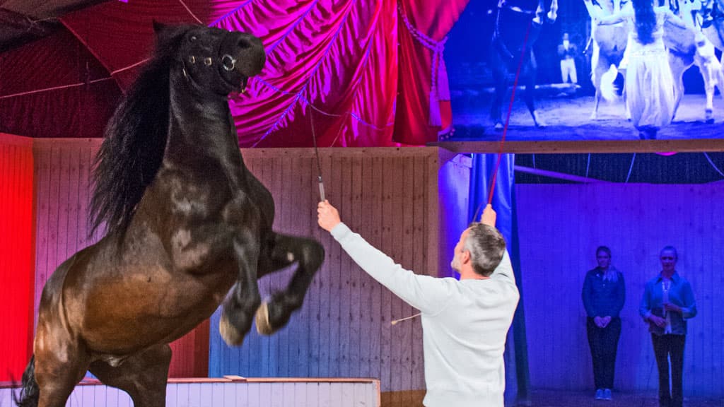 The Circus Farm