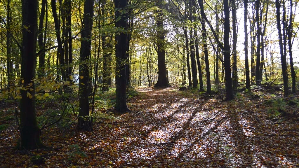 Velling Forests