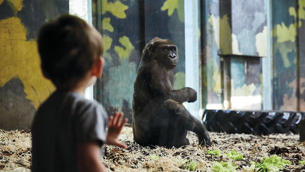 A child watches a gorilla behind glass in GIVSKUD ZOO, as the animal sits calmly in its enclosure surrounded by straw and greenery.