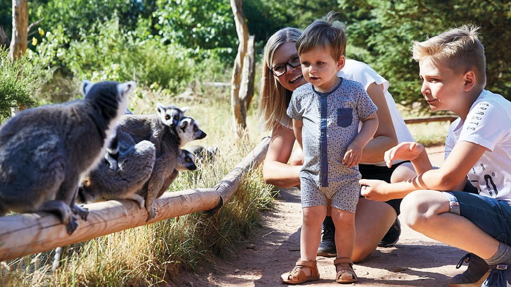 A family curiously observes a group of lemurs on a tree trunk in GIVSKUD ZOO, as the animals sit closely together in the sun.