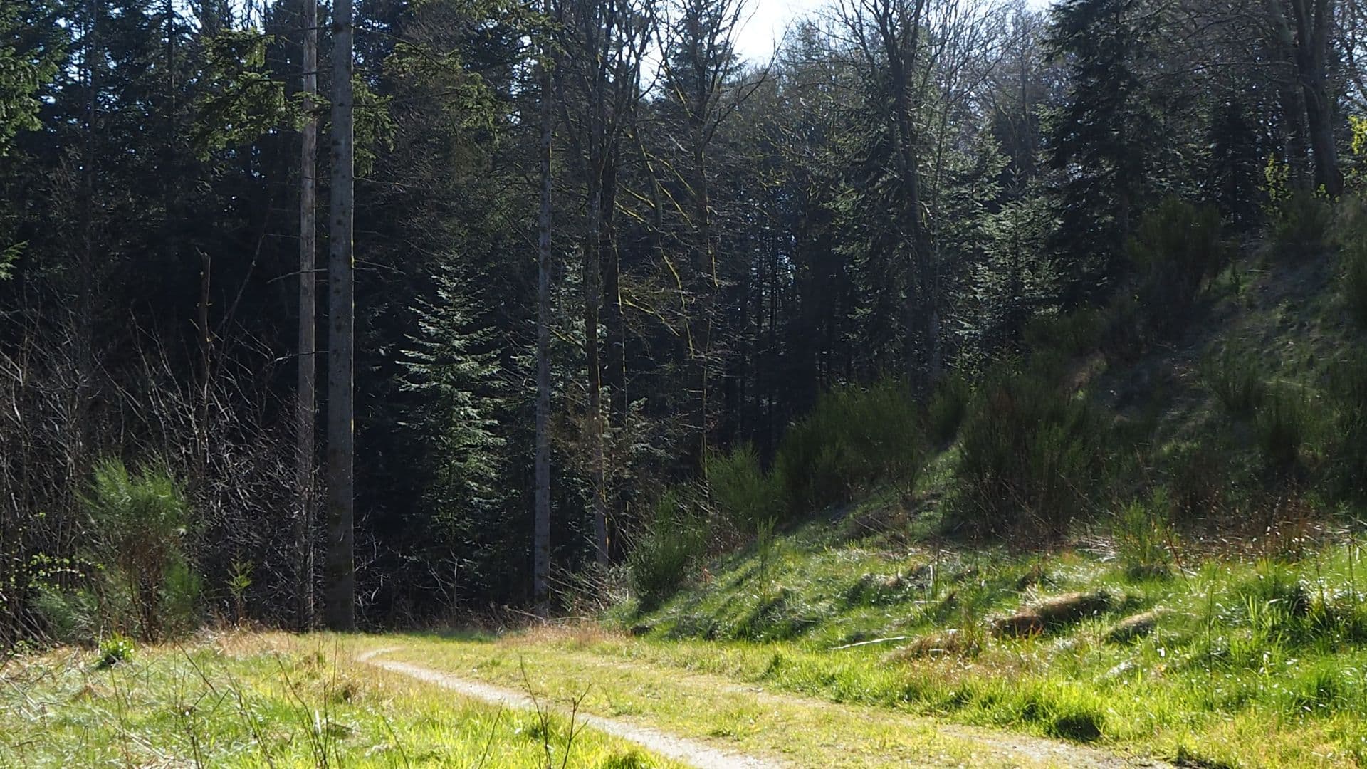 Gødding Forest