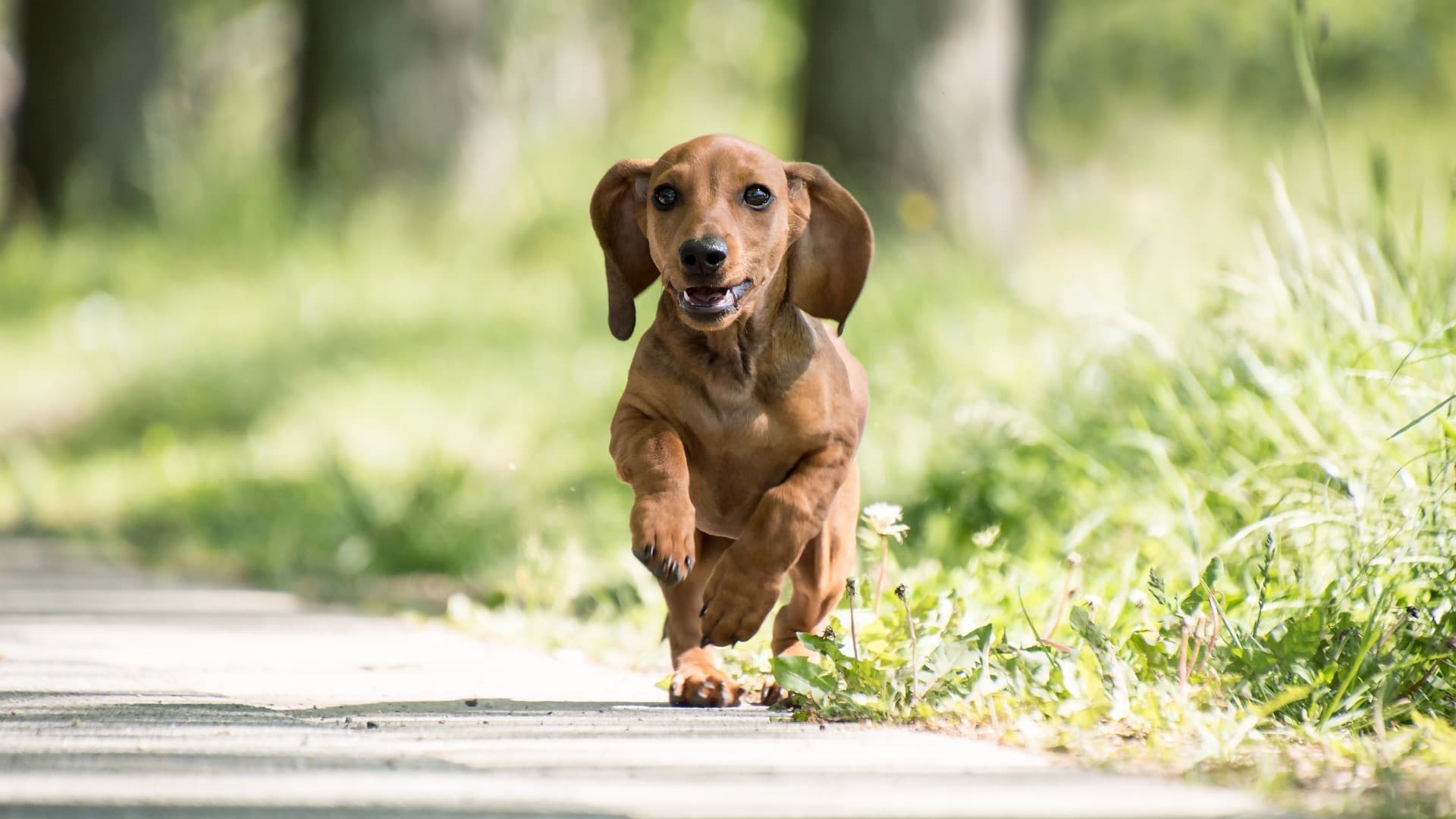 gravhund